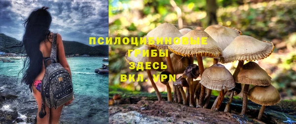 крисы Дмитров
